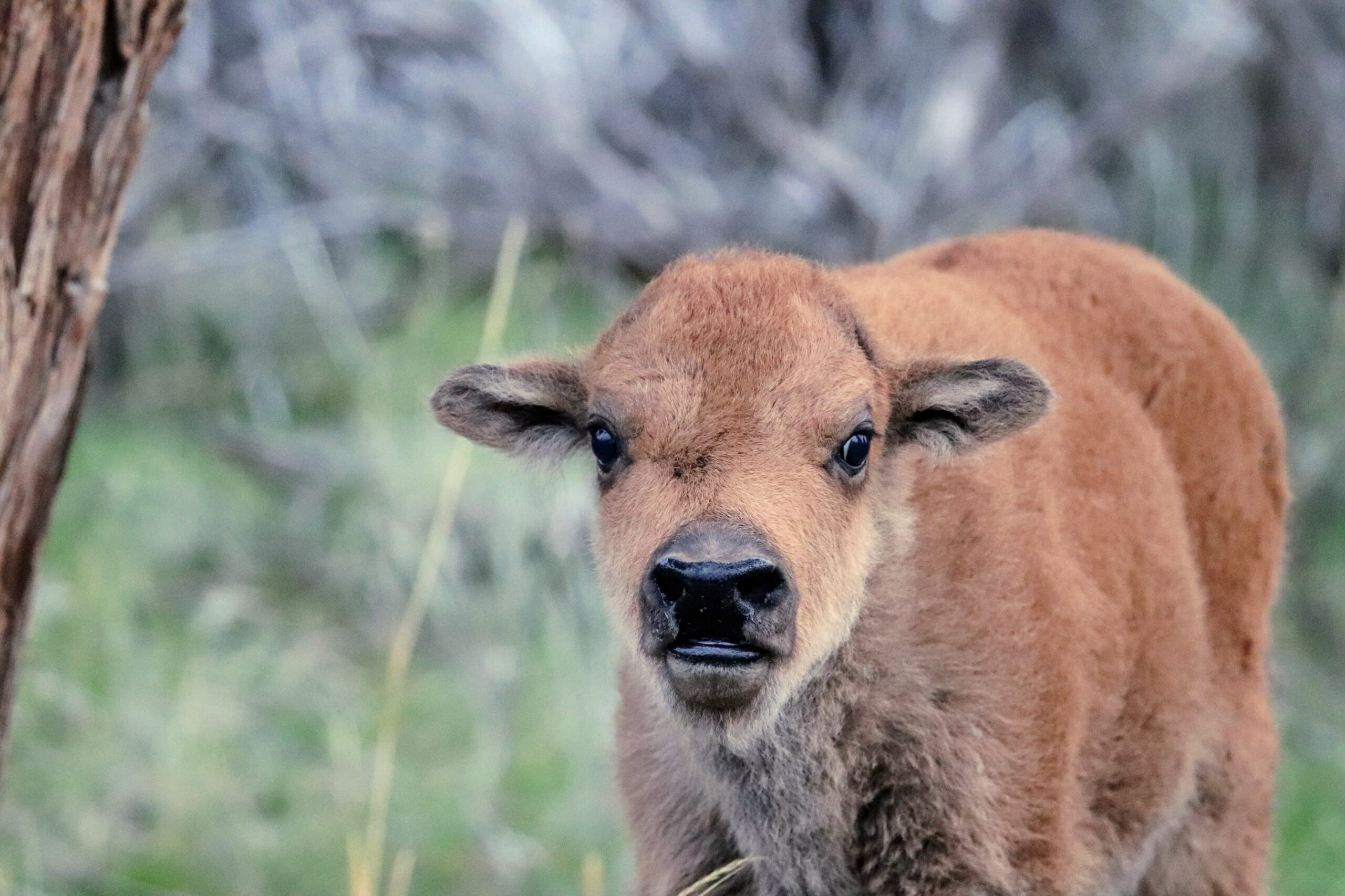 Baby Bison in Yellowstone Baby bison in Yellowstone
