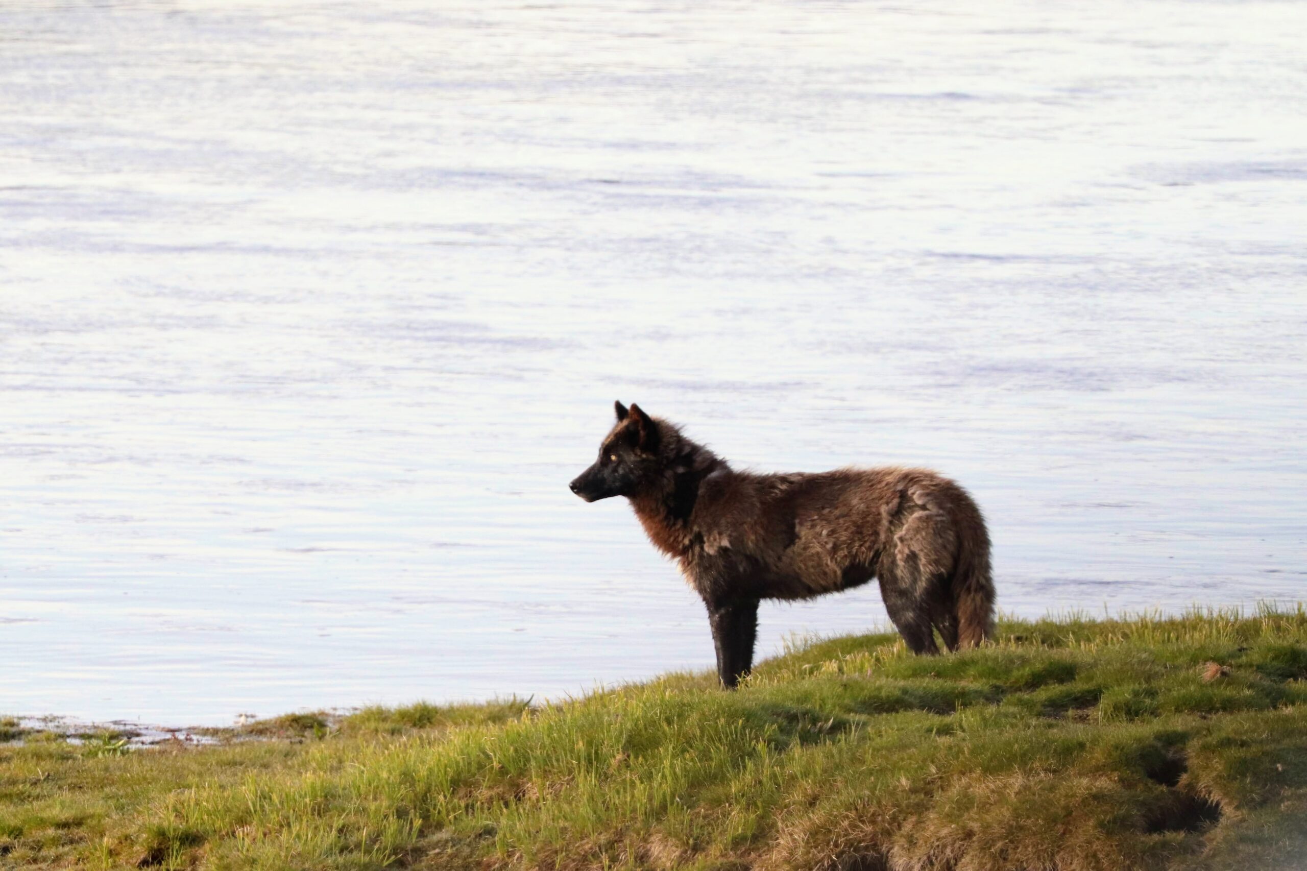 Black Wolf in Yellowstone - Yellowstone Wolf Tours Wolf in Yellowstone
