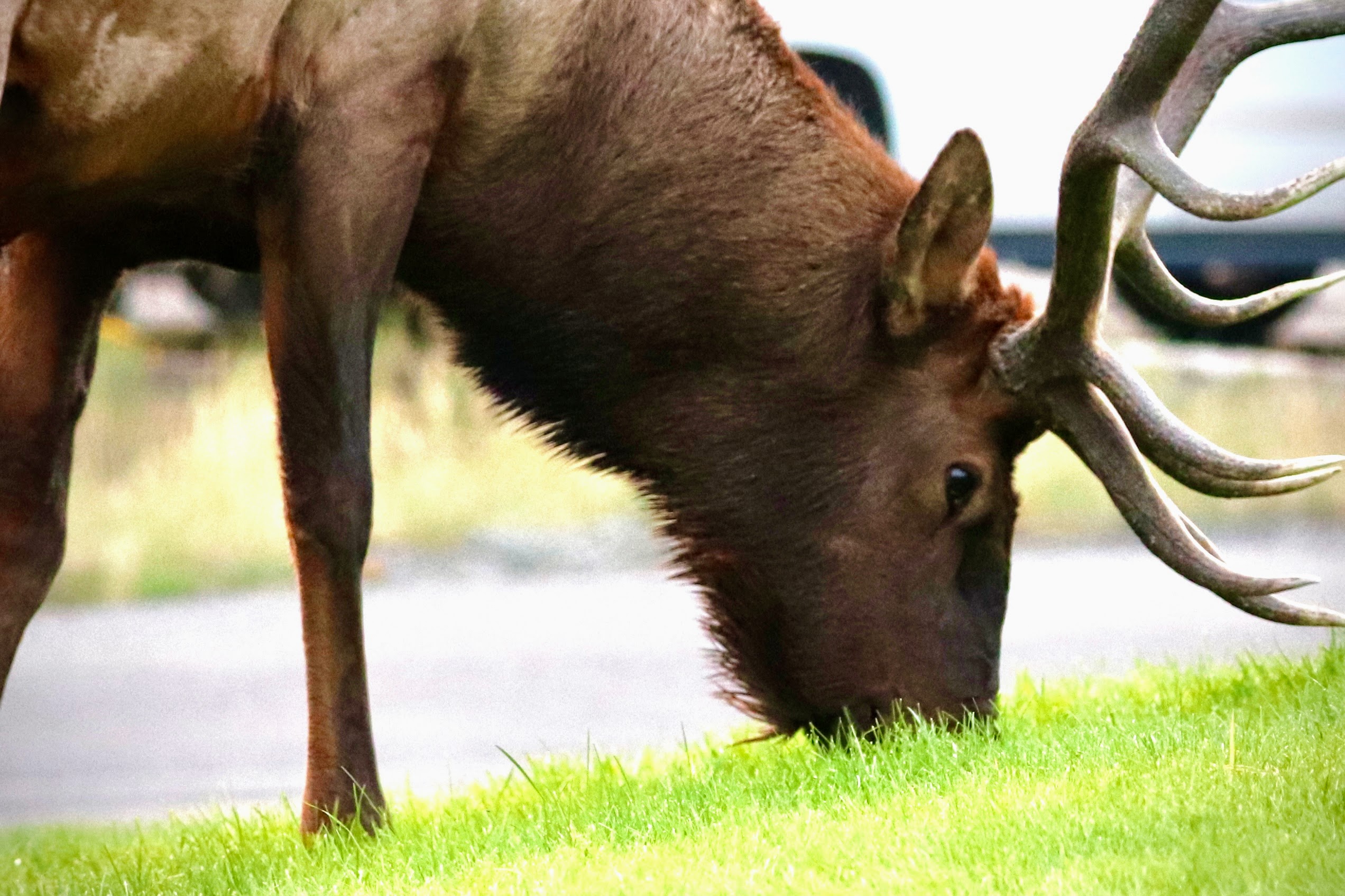 Elk in Yellowstone - Yellowstone Wildlife Tours Elk in Yellowstone