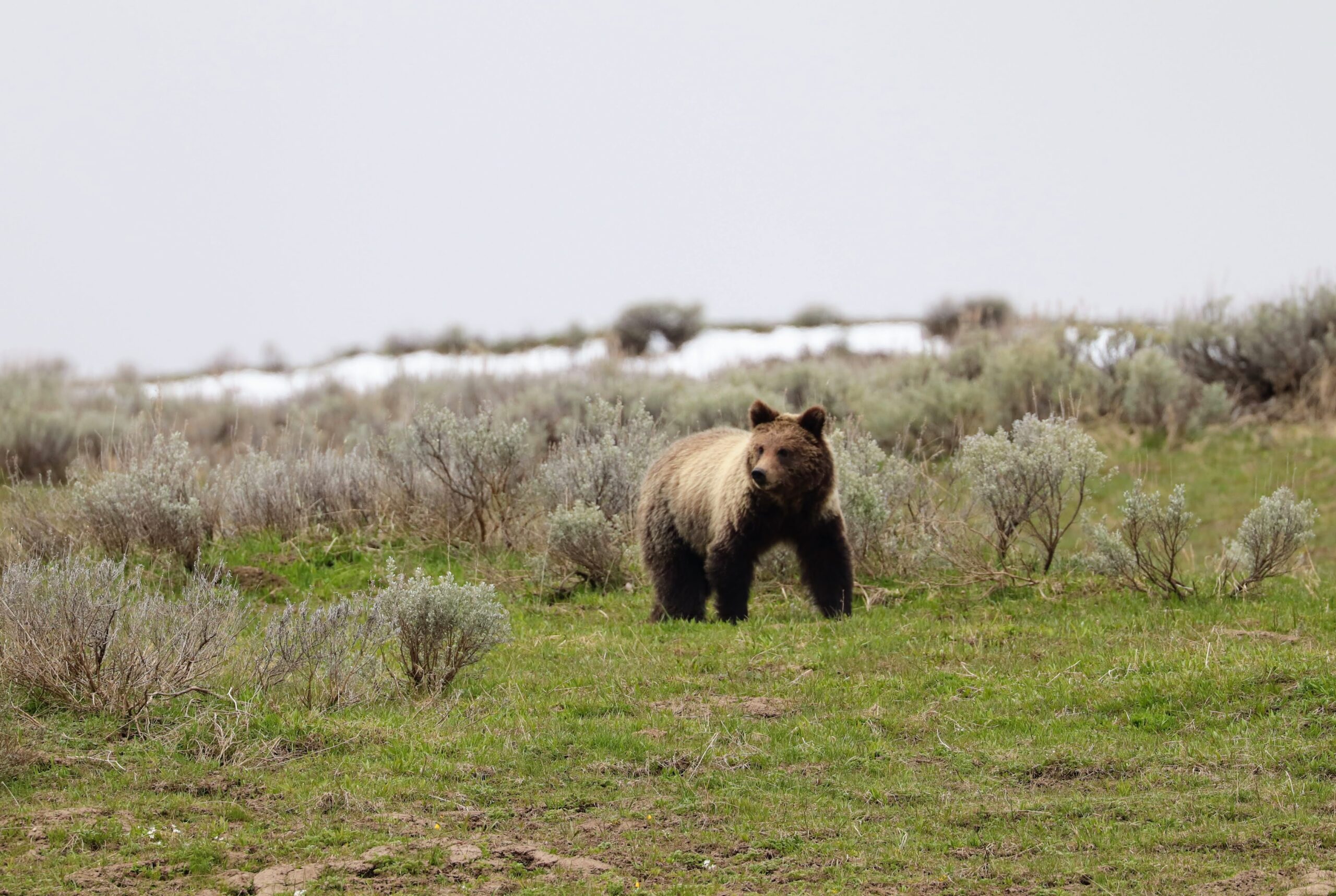 Grizzly Bear - Yellowstone WIldlife Tours Grizzly Bear in Yellowstone