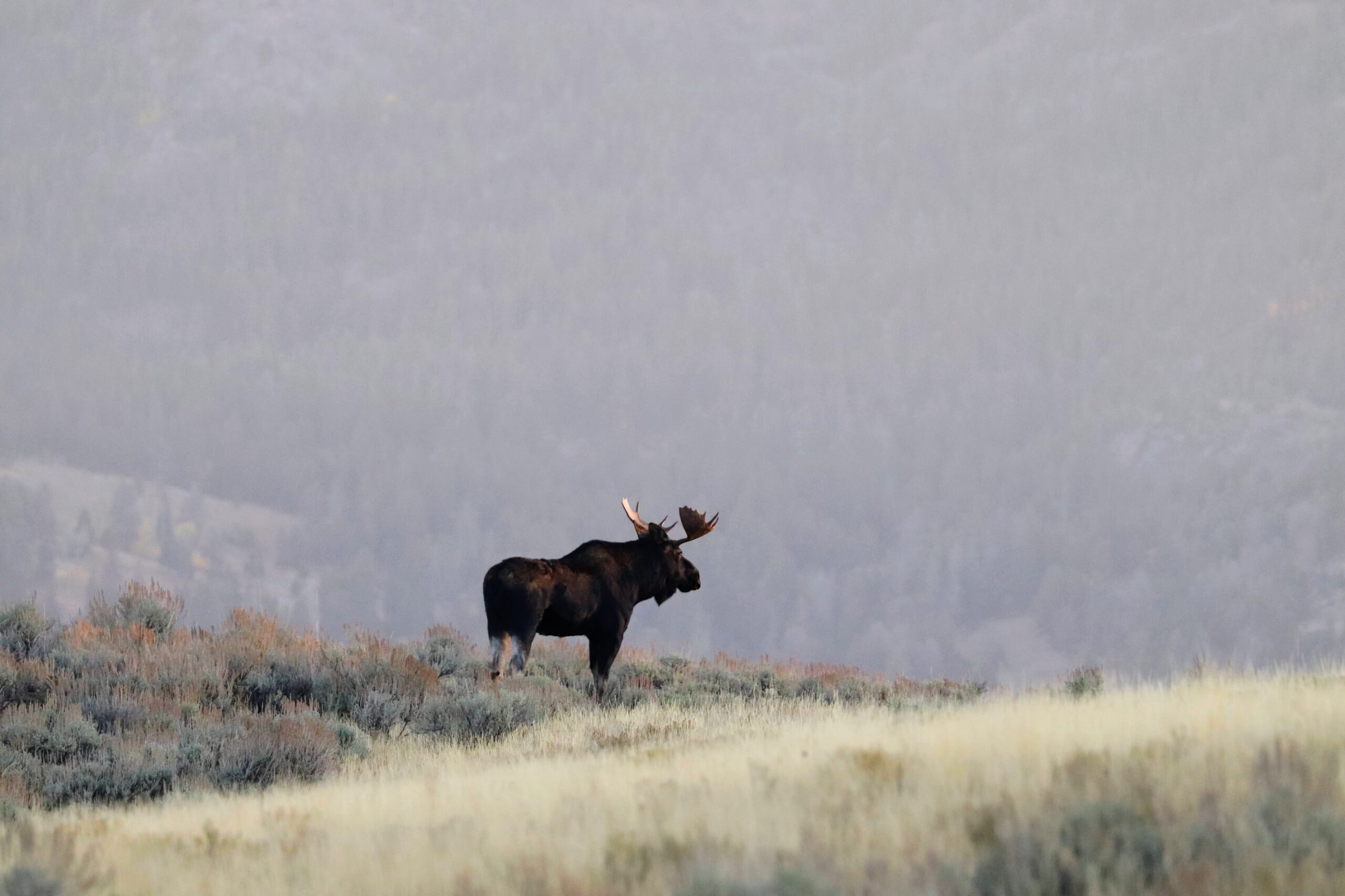 Moose in Yellowstone