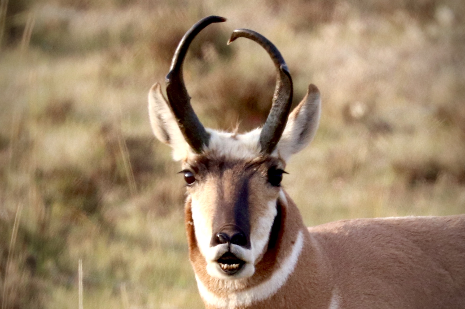 North American Antelope - Yellowstone Wildlfie