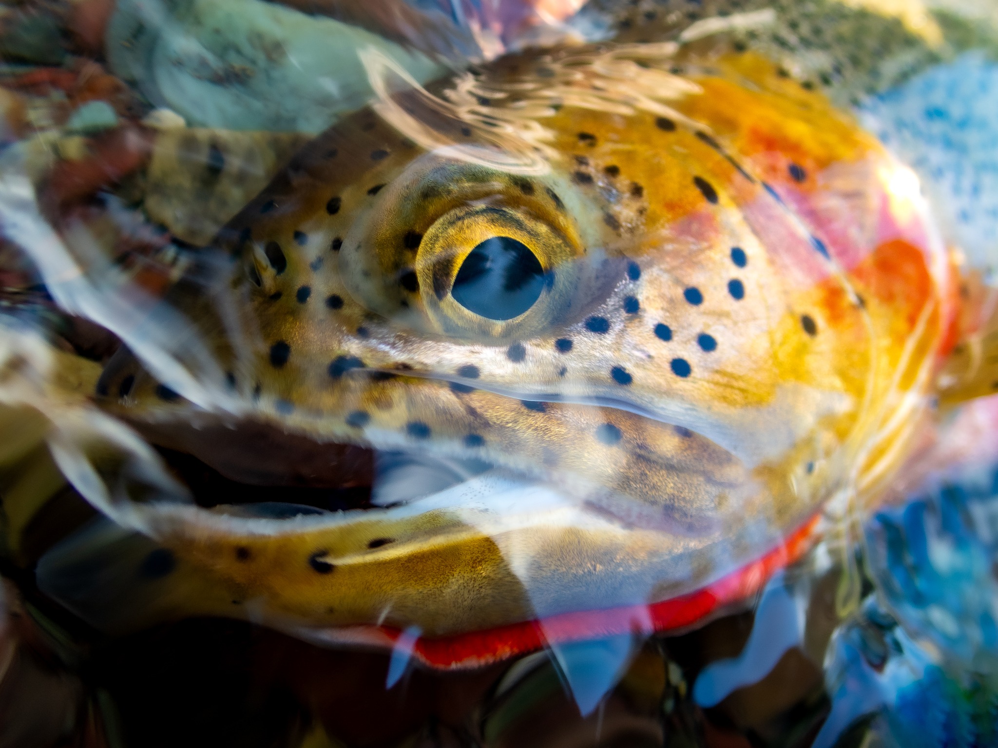 OLYMPUS DIGITAL CAMERA Trout in Yellowstone