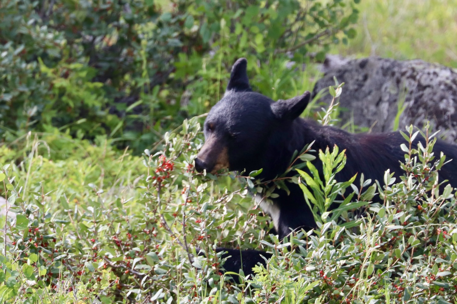 Black Bear in Yellowstone